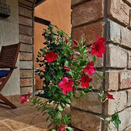 Mediterrania *