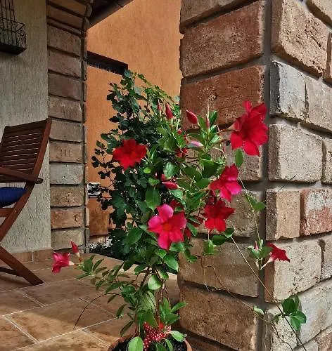 Mediterrania *